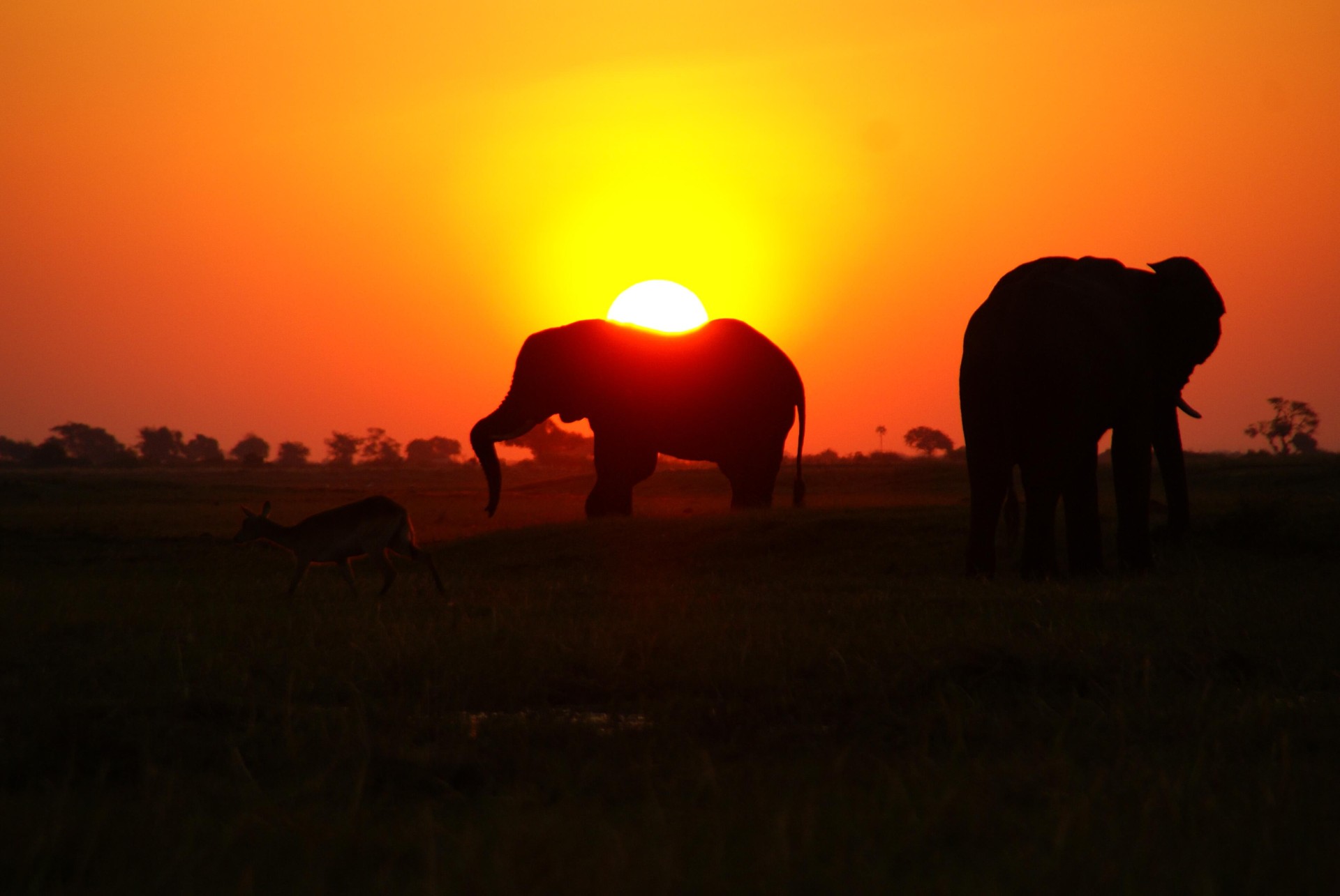 El Norte de Botswana Safari Móvil [EXODE 2024]