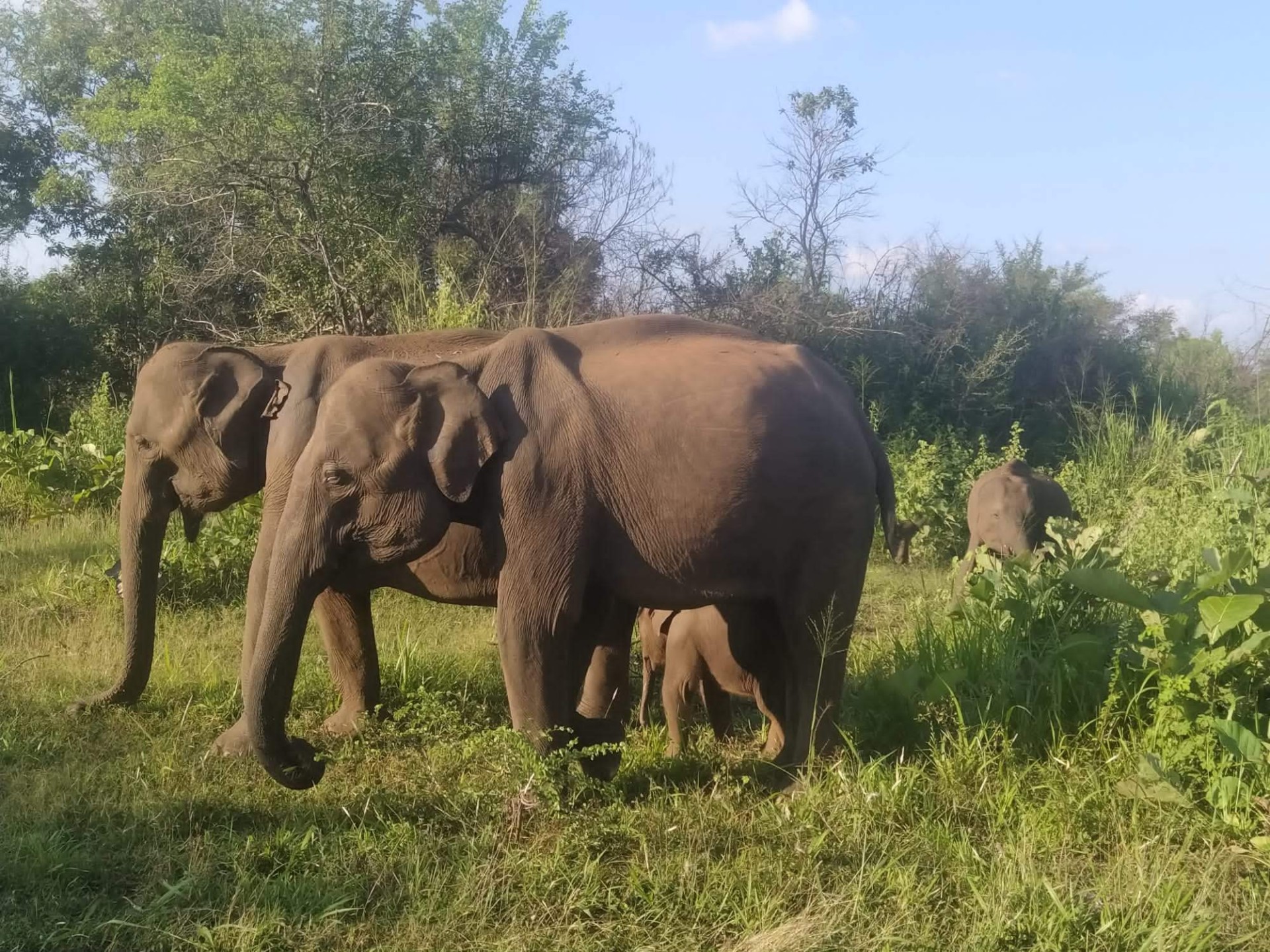 Sri Lanka con pequeños viajeros [EXODE 2024]